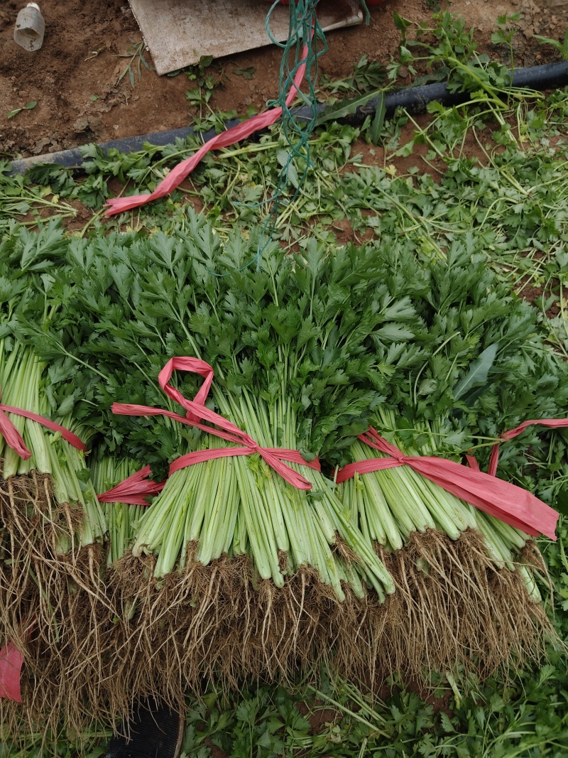 香芹