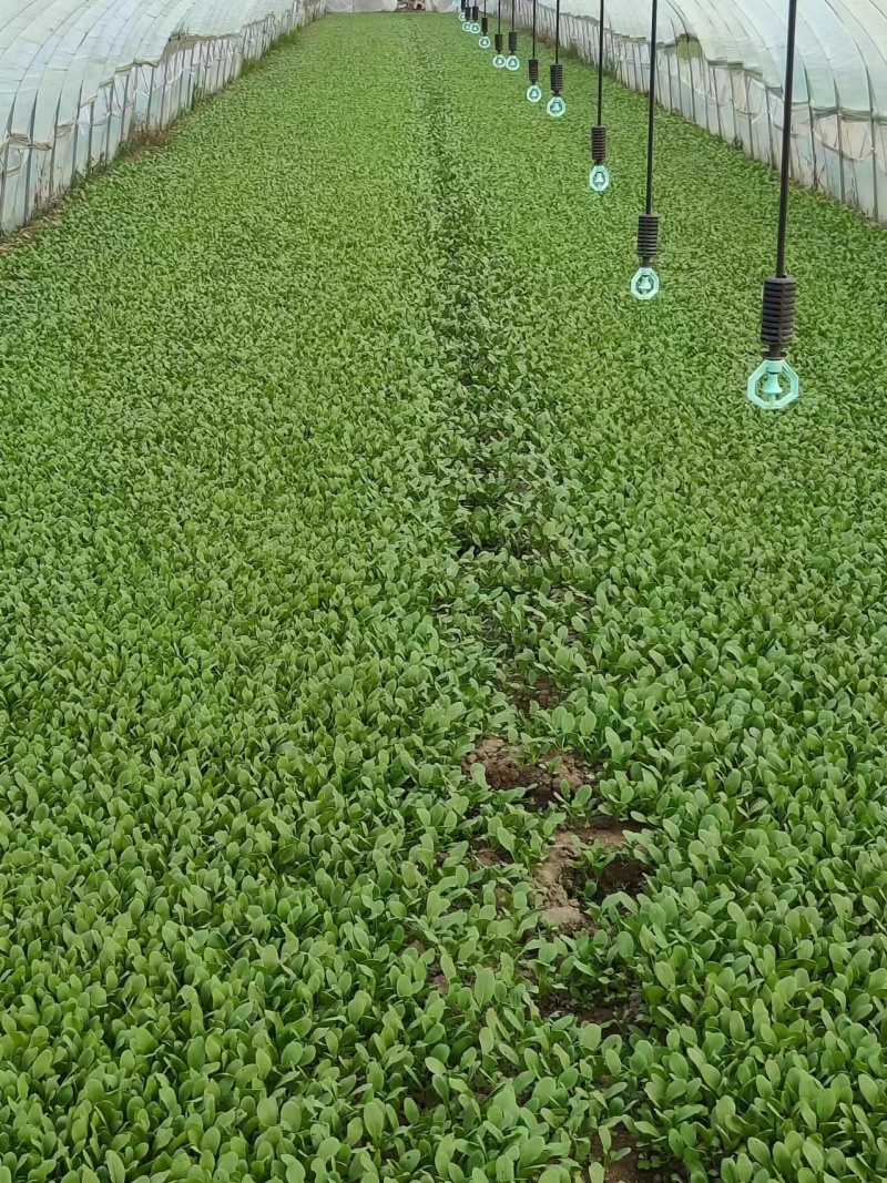 上海鸡毛菜