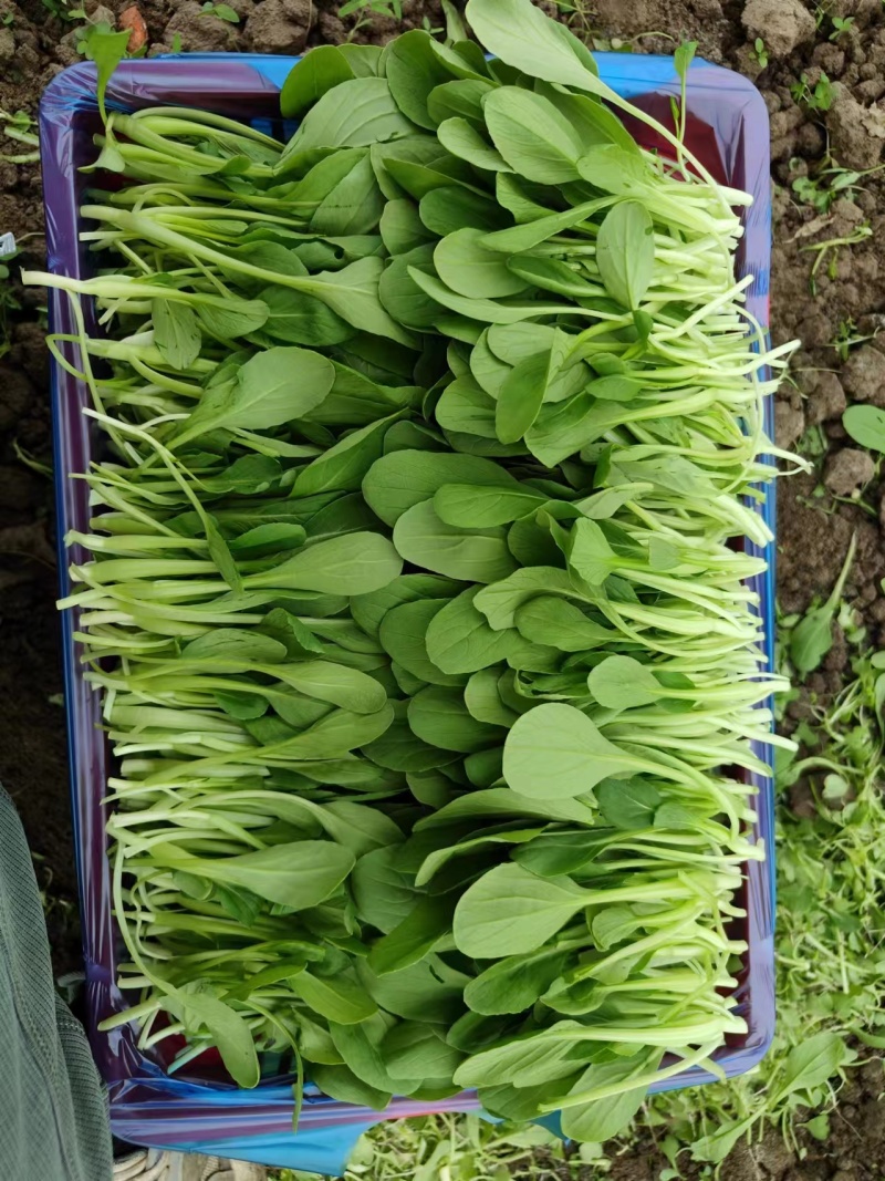 鸡毛菜