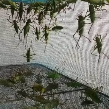 纯种野生