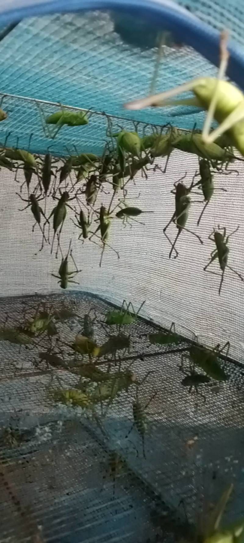 纯种野生