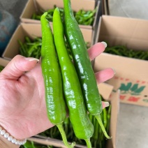 线椒大量有货，保质保量，视频看货打款发货