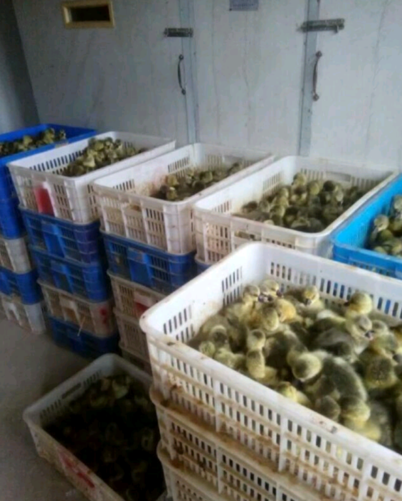 【优选】特大狮头鹅苗脱温鹅苗包打疫苗保健康厂家直销