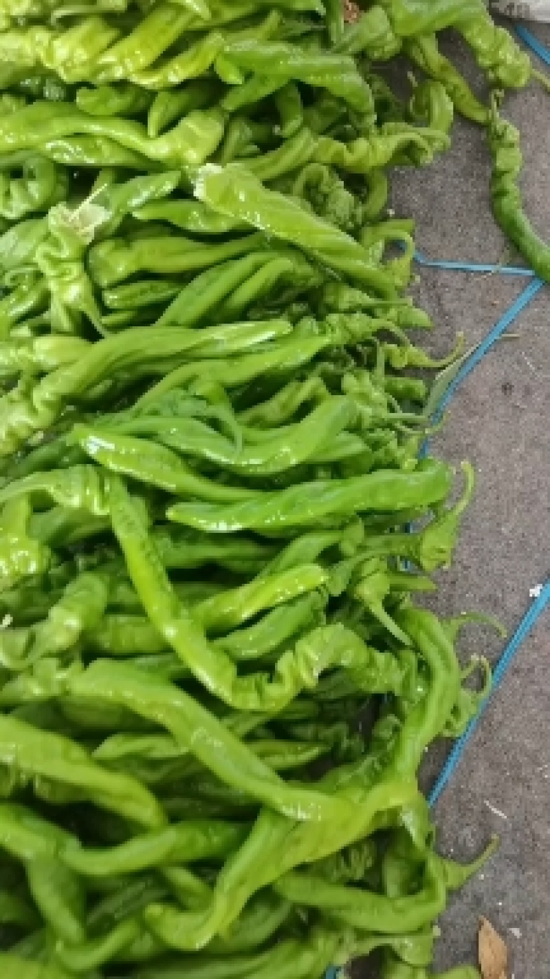 山东螺丝椒大量上市中，产地直发，保质保量，欢迎各位老板联