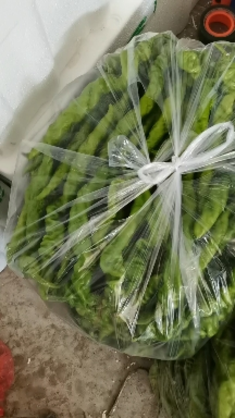 山东螺丝椒大量上市中，产地直发，保质保量，欢迎各位老板联