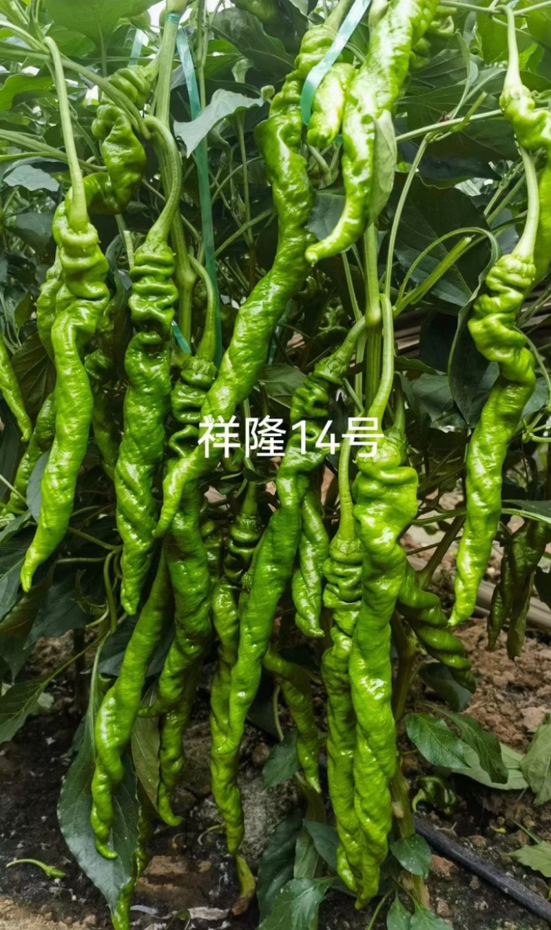 祥隆14号螺丝椒品种全螺无线生长杂交一代种子品种包邮
