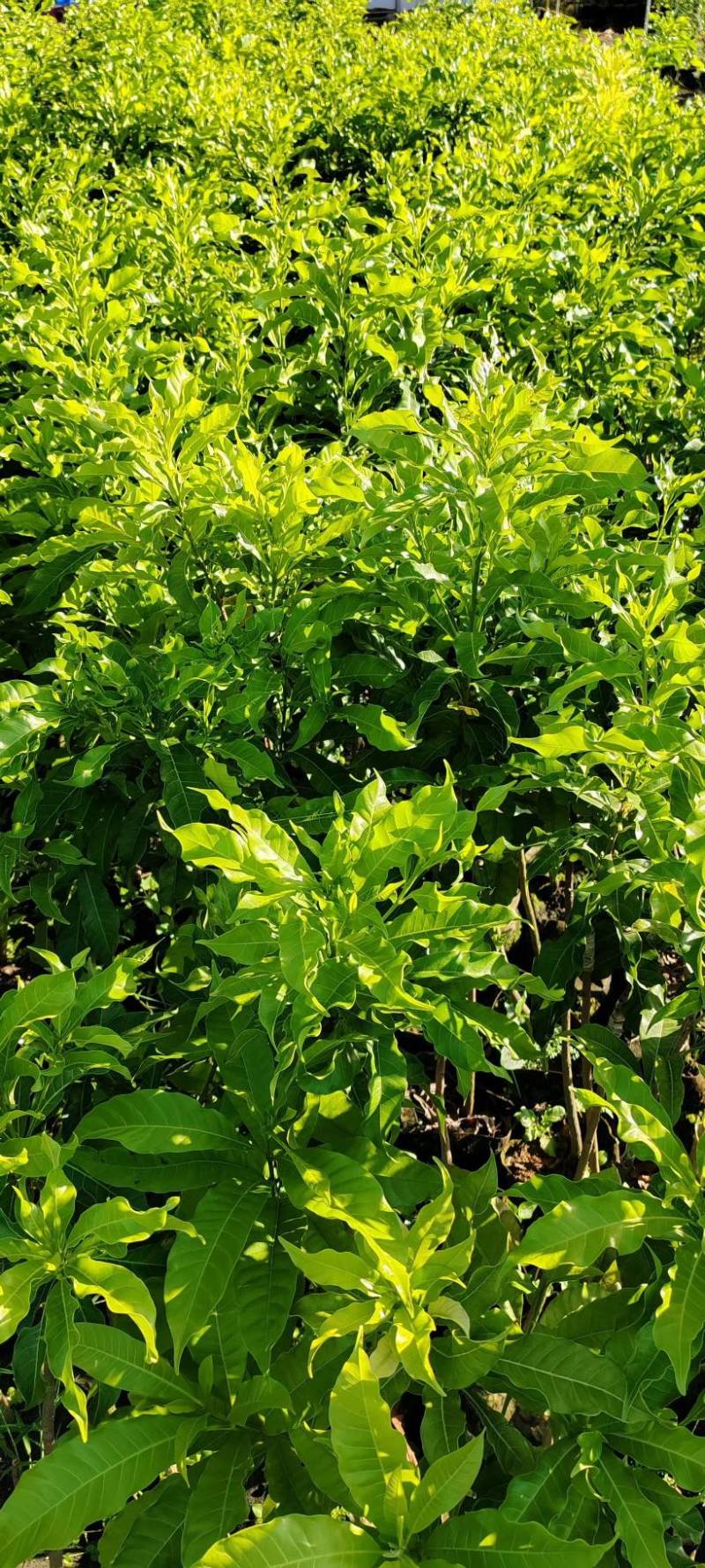 黄晶果黄宝石6号冬蜜嫁接苗四季大果品种，有嫁接苗，靠接苗