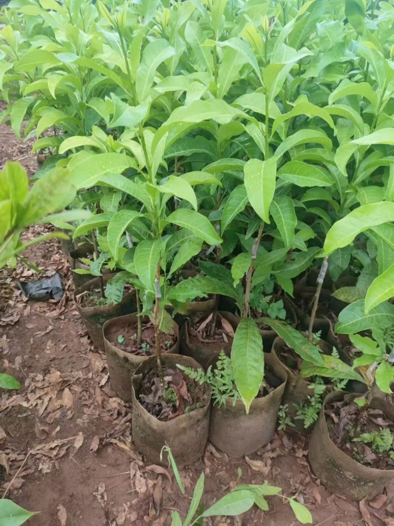 黄晶果黄宝石6号冬蜜嫁接苗四季大果品种，有嫁接苗，靠接苗