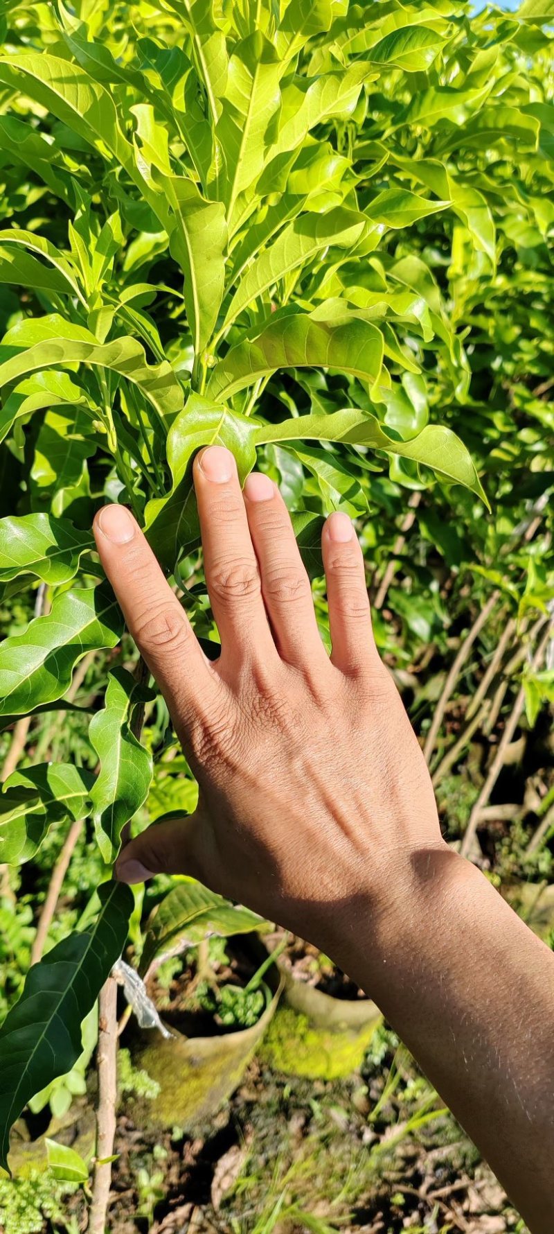 黄晶果黄宝石6号冬蜜嫁接苗四季大果品种，有嫁接苗，靠接苗