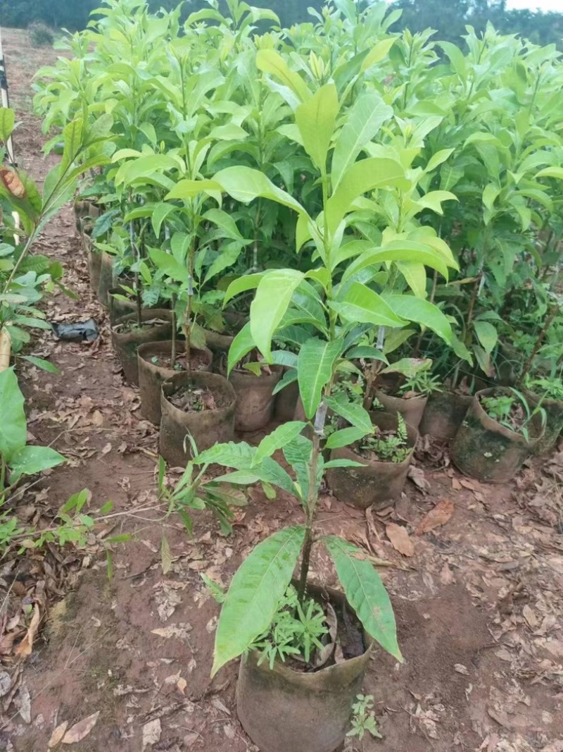 黄晶果黄宝石6号冬蜜嫁接苗四季大果品种，有嫁接苗，靠接苗