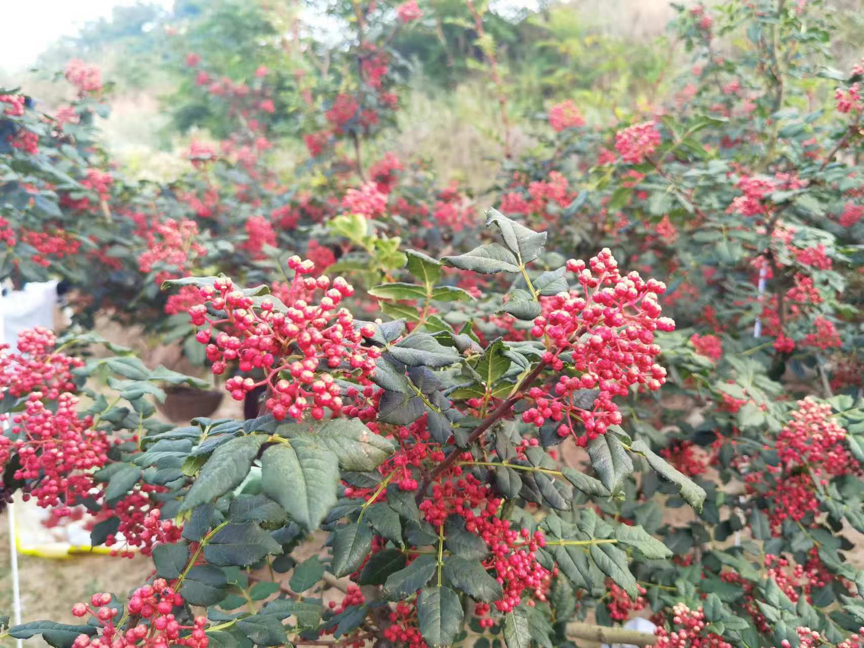 高清对比图:左侧为芸香科花椒属植物(Zanthoxylum bungeanum)的成熟干果,果皮呈红褐至紫红色,表面具明显瘤状腺点与开裂瓣片;右侧为胡椒科胡椒属植物(Piper nigrum)的未成熟干燥浆果,粒径约3–5mm,表面深灰黑、质地坚硬、无开裂,整体呈规则球形。两者同框展示,突出形态、色泽、纹理的本质差异 花椒与胡椒对比图:左侧为干燥红褐色花椒果实(带刺突起、裂口明显),右侧为灰黑色胡椒粒(球形光滑、表面皱缩);背景分隔线清晰,配有中文标注“花椒”与“胡椒”
