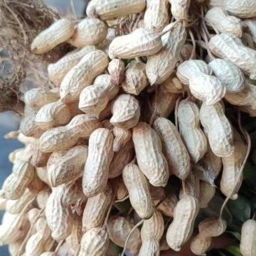 沙地鲜花生