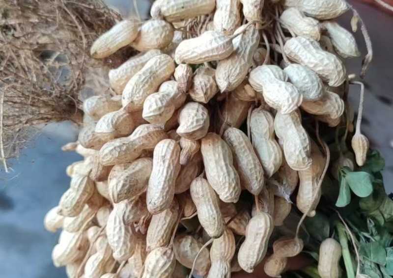 沙地鲜花生