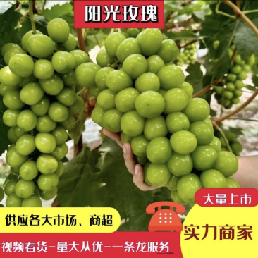 陕西产区阳光玫瑰克伦生，粒大果甜产地直发对接全国