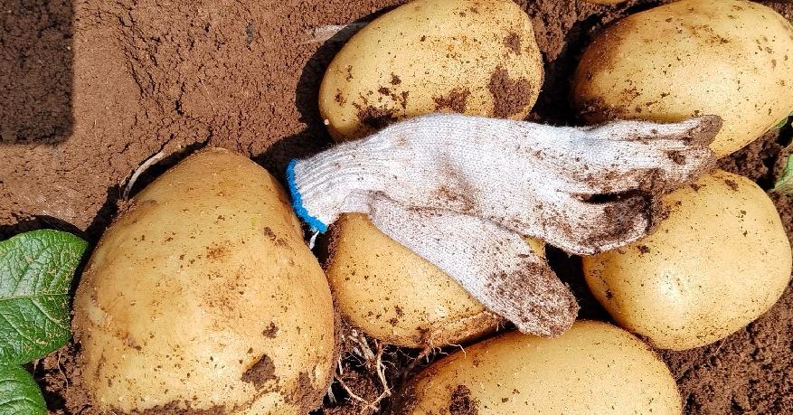 冬季温室土豆种植实景图