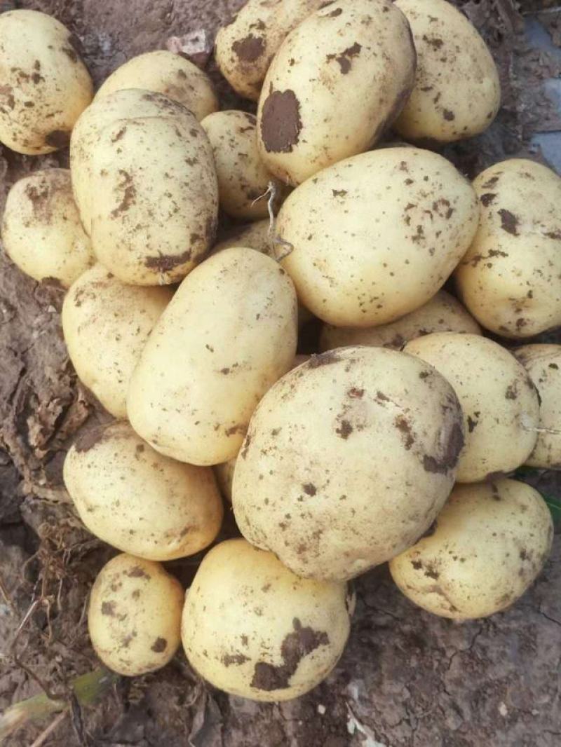 实验1号土豆，内蒙土豆大量供应，产地直发，一手货源，咨询