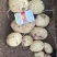 实验1号土豆，内蒙土豆大量供应，产地直发，一手货源，咨询