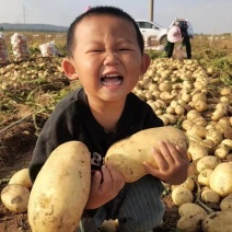 精品内蒙土豆，沃土五号大量上市，一手货源，基地直发，量大