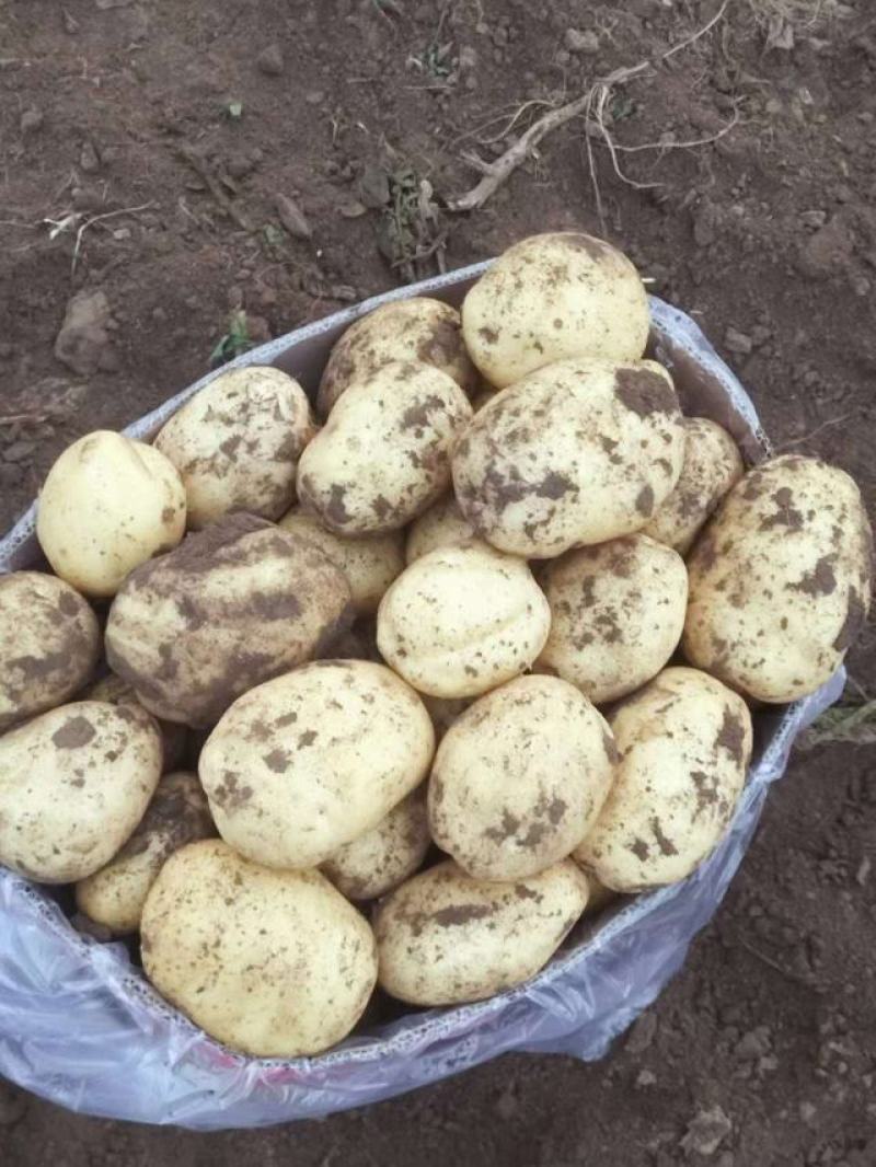 精品内蒙土豆沃土五号实验1V7等一手货源，基地直发，量大