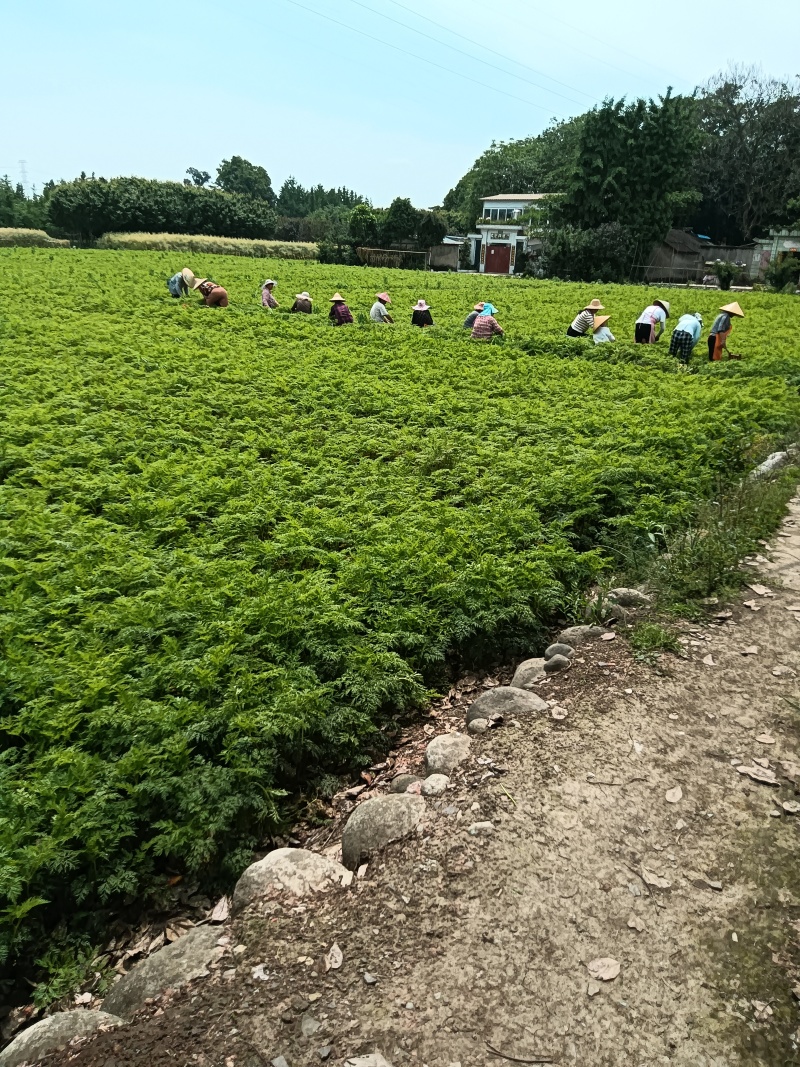 地地道道高山种植黄莲，高海拨，来自老山区种植，