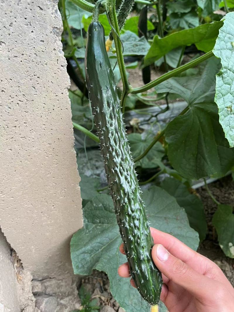 博颖92黄瓜种苗，密刺绿瓤强雌品种产量高抗病性强