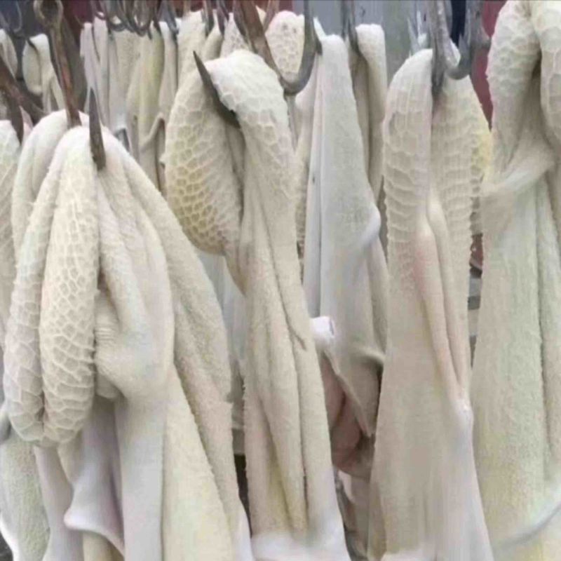 牛肚带金钱肚全熟四五成熟保证无碱发纯水煮