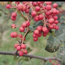 陕西渭南富平花椒