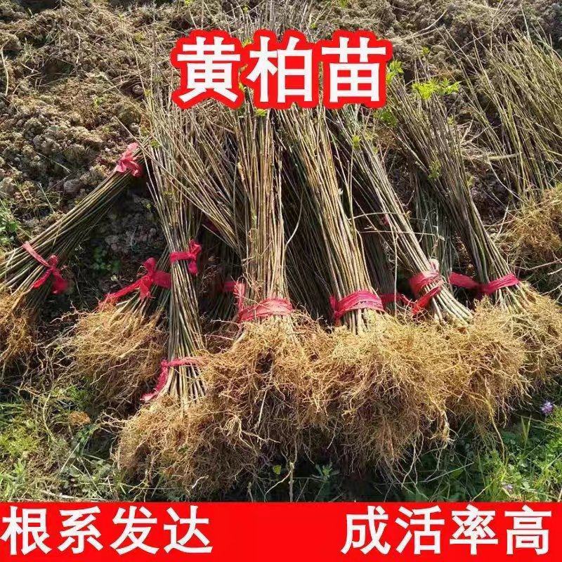 黄柏树苗中药材树苗经济林苗木剥皮厚皮黄柏