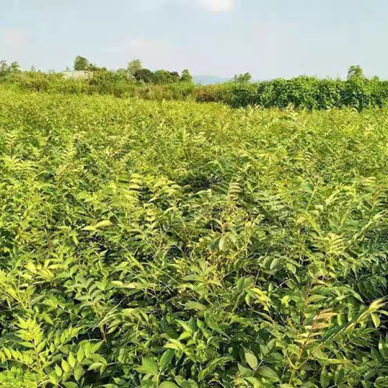 黄柏树苗中药材树苗经济林苗木剥皮厚皮黄柏