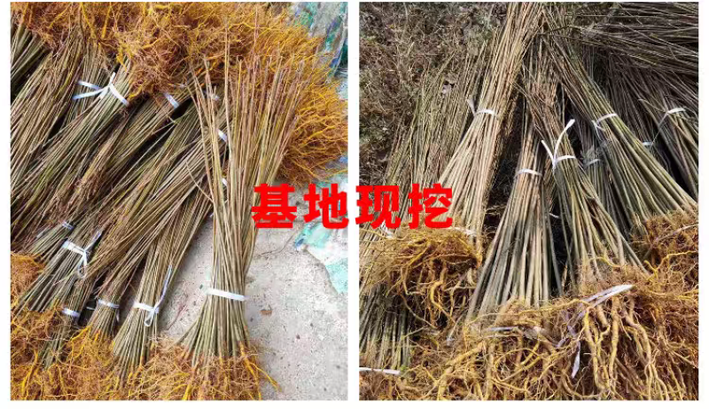 黄柏树苗中药材树苗经济林苗木剥皮厚皮黄柏