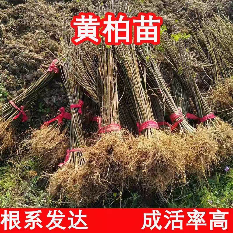 黄柏树苗中药材树苗经济林苗木剥皮厚皮黄柏