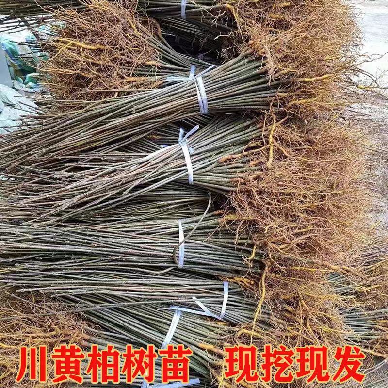 黄柏树苗中药材树苗经济林苗木剥皮厚皮黄柏