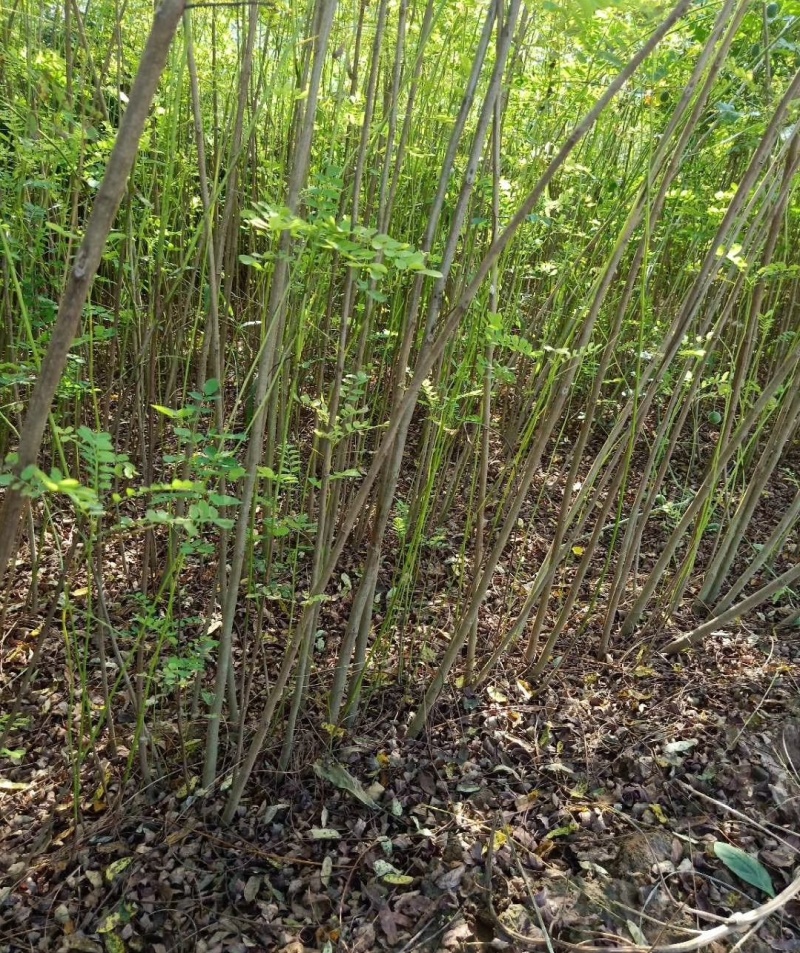 紫穗槐