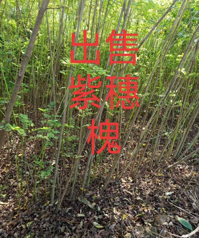 紫穗槐