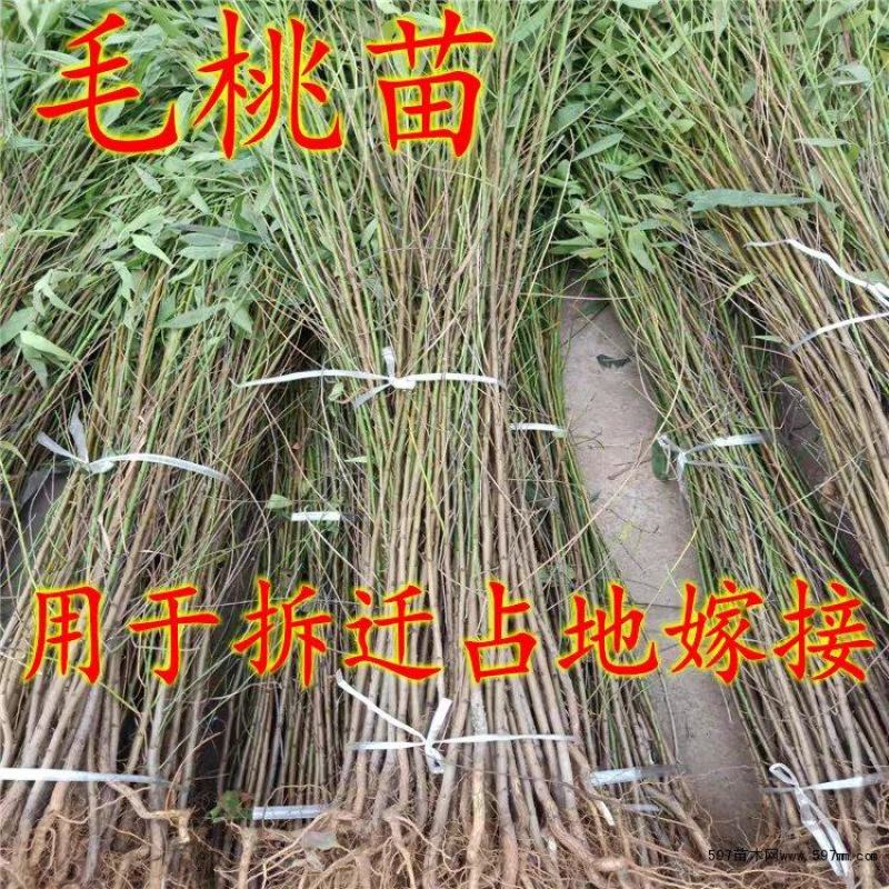 毛桃树苗占地苗未嫁接桃苗实生苗