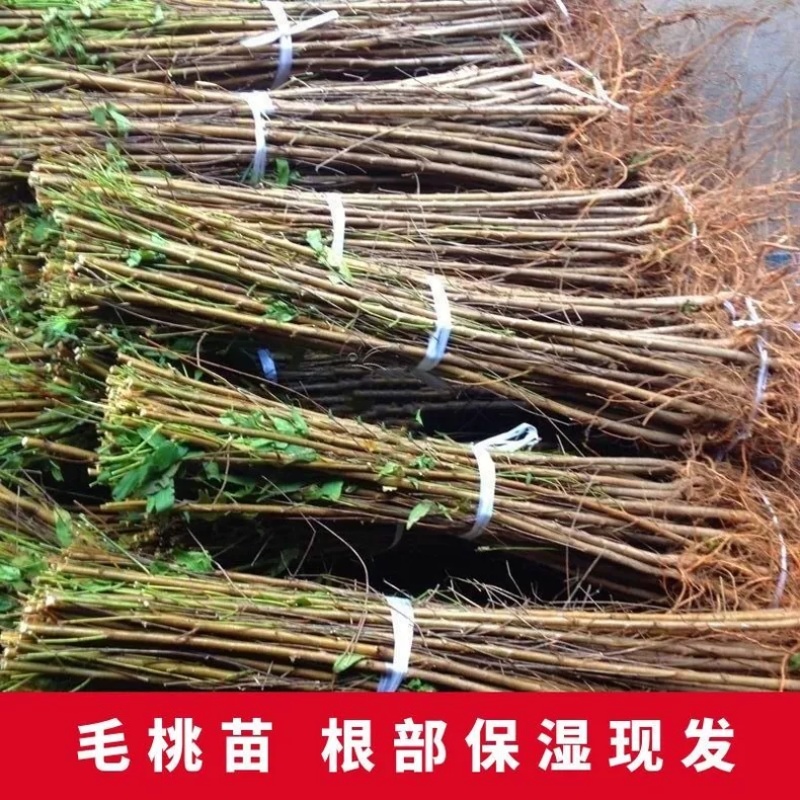 毛桃树苗占地苗未嫁接桃苗实生苗