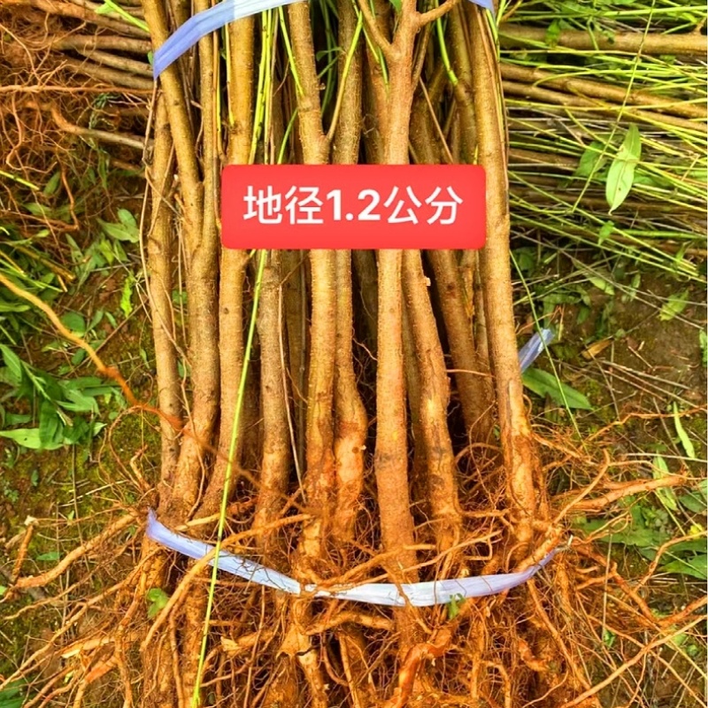 毛桃树苗占地苗未嫁接桃苗实生苗