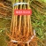 毛桃树苗占地苗未嫁接桃苗实生苗