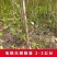 毛桃树苗占地苗未嫁接桃苗实生苗