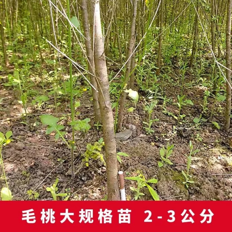 毛桃树苗占地苗未嫁接桃苗实生苗