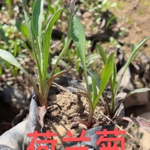 荷兰菊