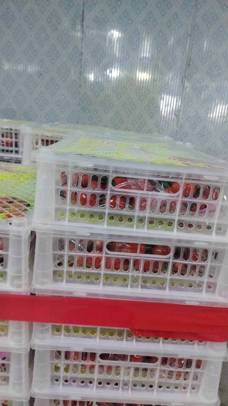 圣女果千禧圣女果宁夏圣女果供应中对接电商市场等