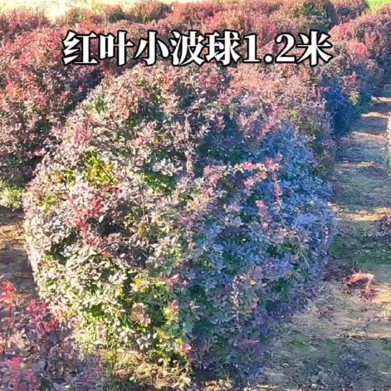 小檗球