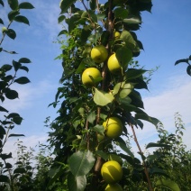 湖北朱集镇梨🍐