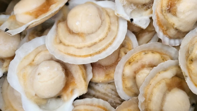 虾夷贝半壳