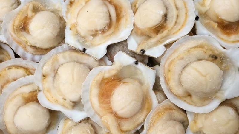 虾夷贝半壳