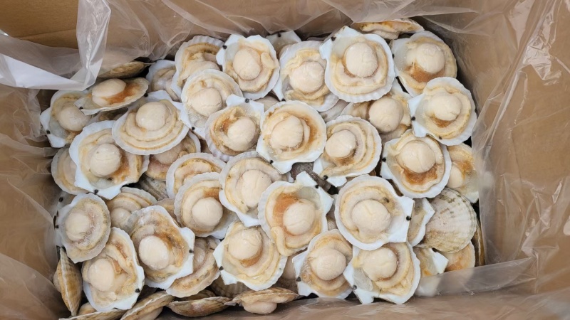虾夷贝半壳