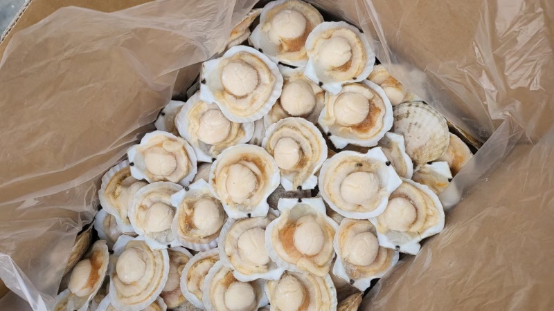 虾夷贝半壳