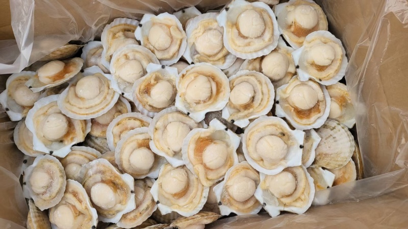 虾夷贝半壳