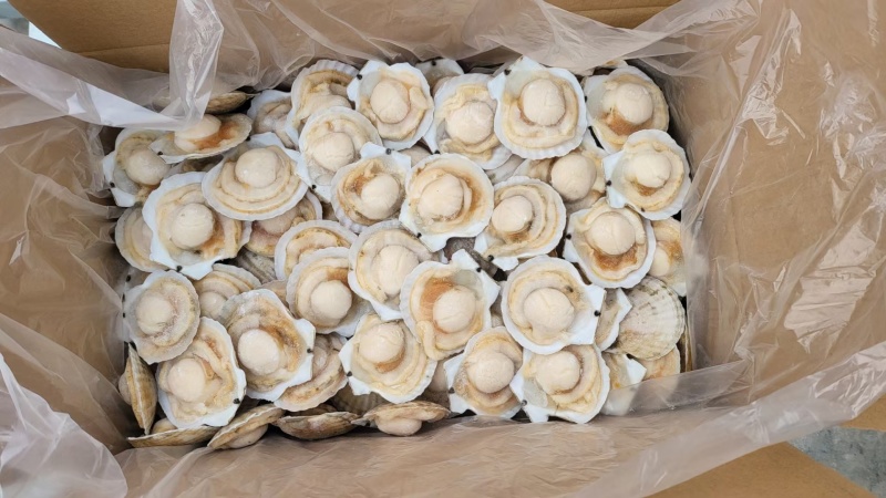 虾夷贝半壳